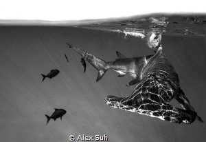 "Electric Reflections of A Hammer" - This Over/Under was ... by Alex Suh 